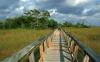 Mahogany Hammock Trail Boardwalk, Everglades National Park, Florida